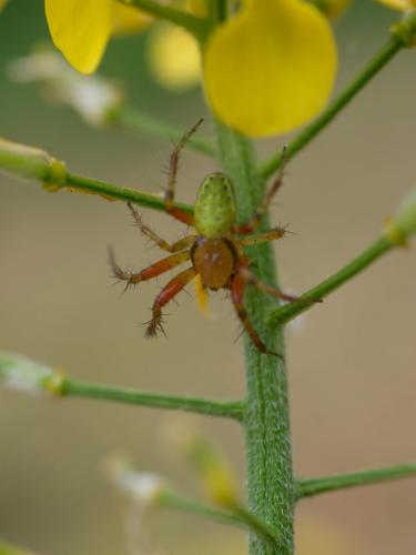 Araniella sp.