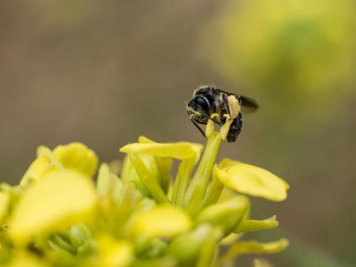 Andrena sp.