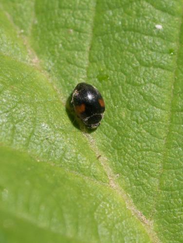 Réf. 256 900 : Scymnus interruptus