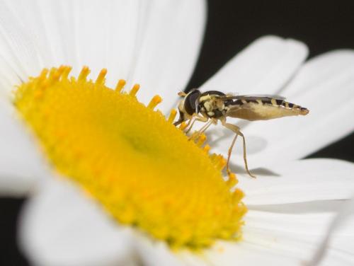 Sphaerophoria sp.