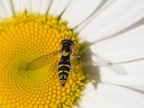 Sphaerophoria sp.