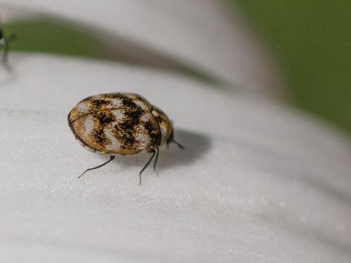 Réf. 256 905 : Anthrenus verbasci