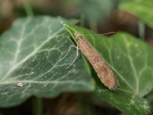 Nomophila noctuella