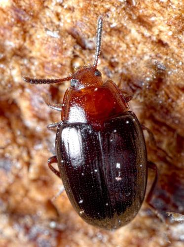 Scaphidema metallica