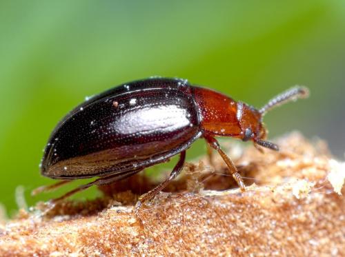 Scaphidema metallica