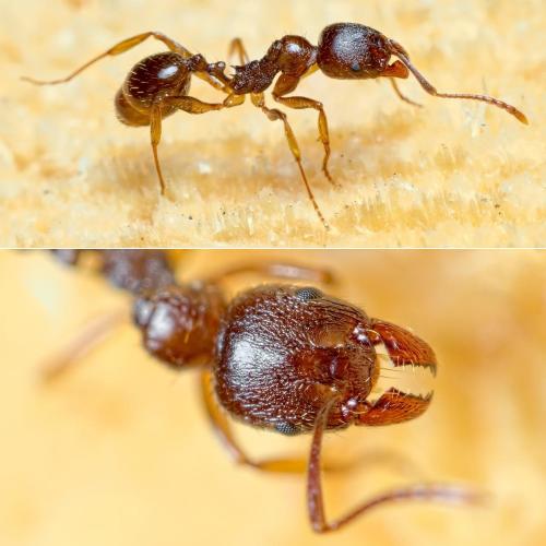 Aphaenogaster subterranea