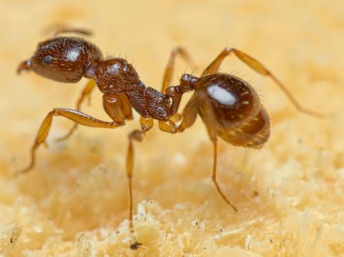 Aphaenogaster subterranea