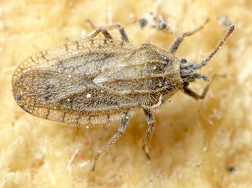 Réf. 256 171 : Tingis pilosa