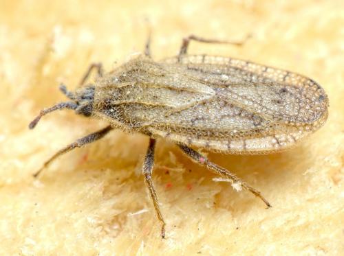 Réf. 256 172 : Tingis pilosa