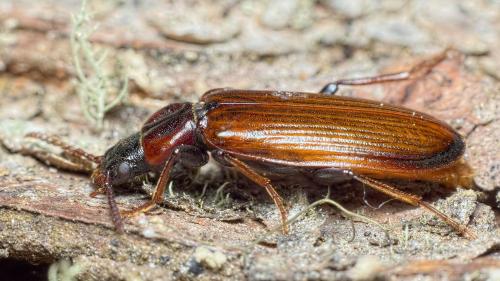 Pytho depressus