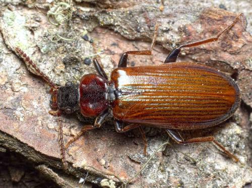 Pytho depressus