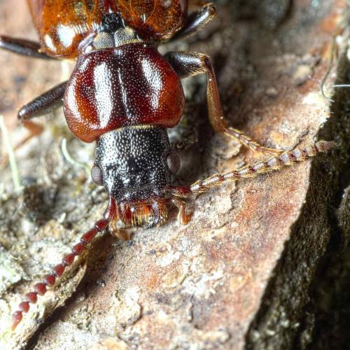 Pytho depressus