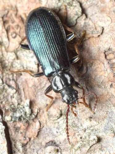 Pytho depressus