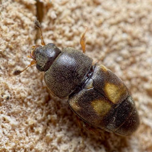 Carpophilus hemipterus