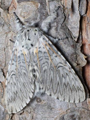 Réf. 256 721 : Cerura vinula