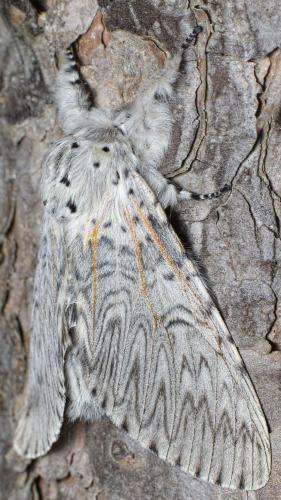 Réf. 256 722 : Cerura vinula