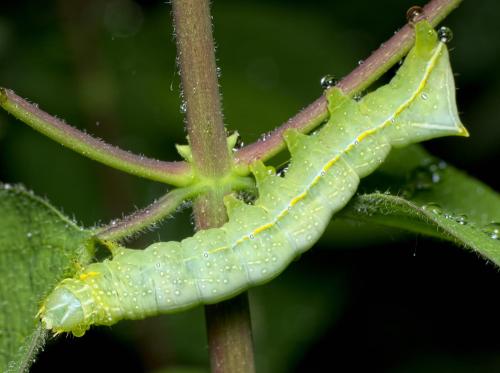 Amphipyra pyramidea