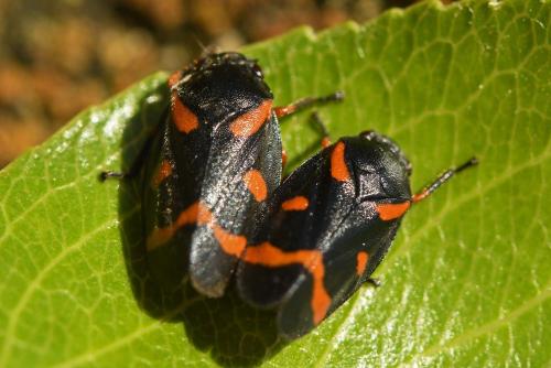 Cercopis intermedia