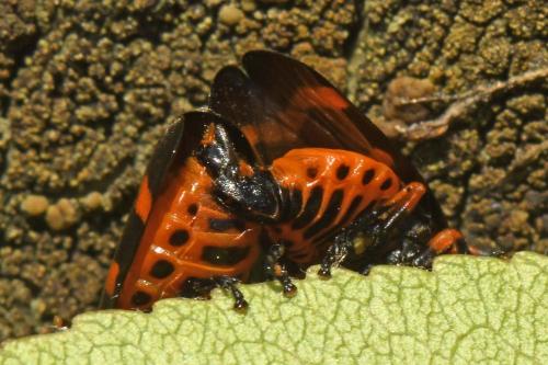 Réf. 256 188 : Cercopis intermedia