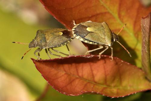 Réf. 256 580 : Peribalus strictus vernalis