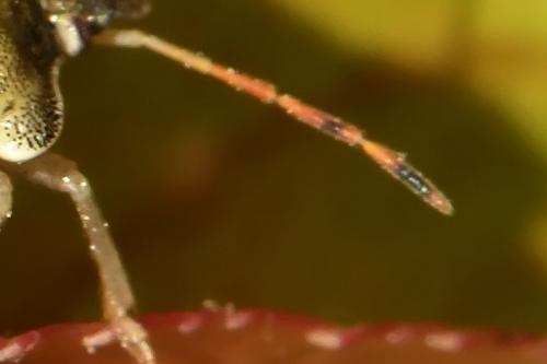 Peribalus strictus vernalis