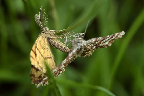 Réf. 256 322 : Ematurga atomaria