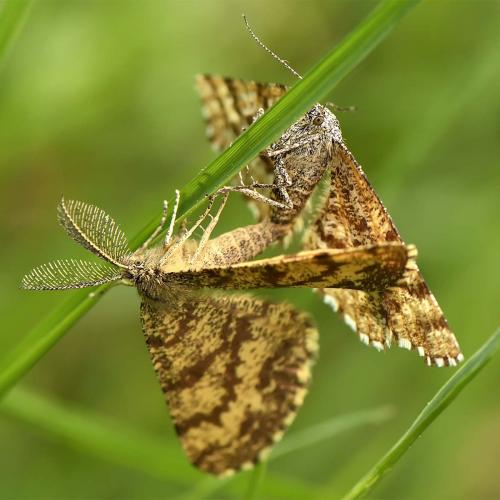 Réf. 256 324 : Ematurga atomaria