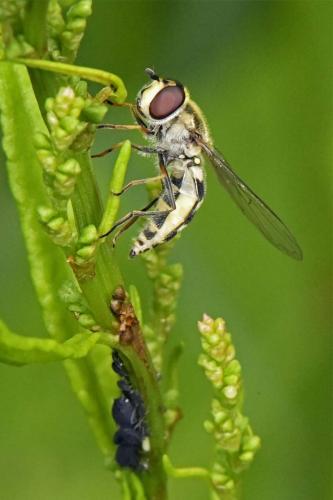Réf. 256 573 : Melangyna umbellatarum
