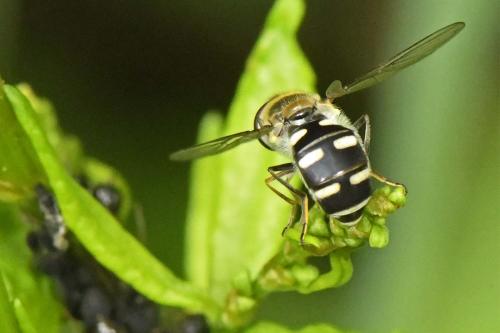 Réf. 256 574 : Melangyna umbellatarum