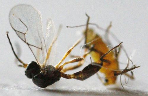 Binodoxys angelicae