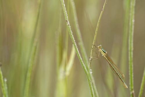 Lestes barbarus
