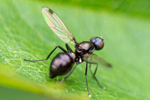 Sepsis sp.