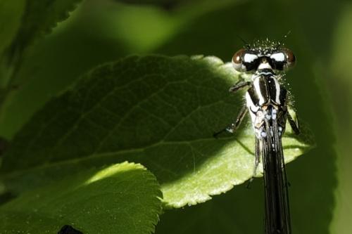 Coenagrion puella