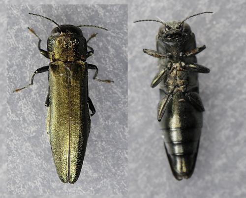 Réf. 256 955 : Agrilus viridis