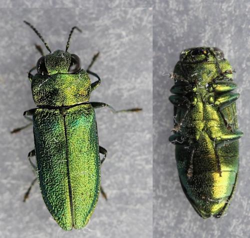 Réf. 256 954 : Anthaxia nitidula