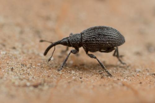 Réf. 256 103 : Apioninae inconnu