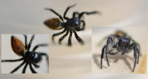 Carrhotus xanthogramma
