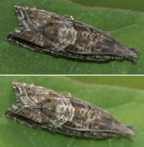 Réf. 256 601 : Dichrorampha sp.