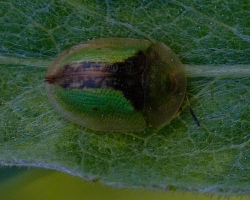 Réf. 256 898 : Cassida vibex