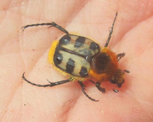 Trichius gallicus