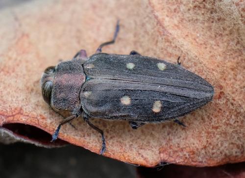 Réf. 256 619 : Chrysobothris affinis