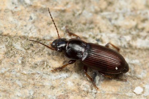 Harpalus pygmaeus