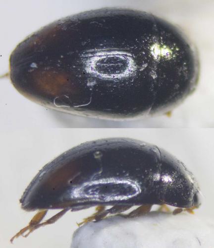 Réf. 256 384 : Olibrus sp.