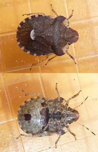 Dyroderes umbraculatus