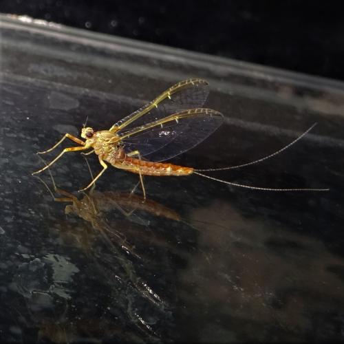 Cloeon dipterum