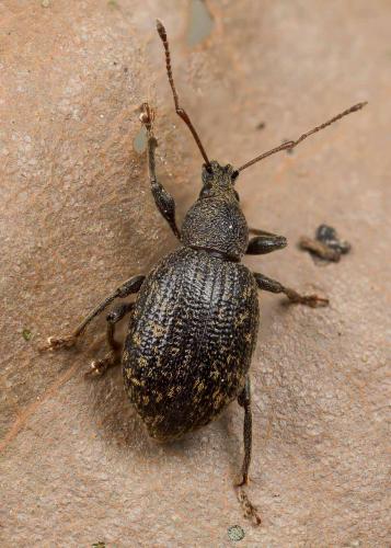 Réf. 256 145 : Otiorhynchus aurifer