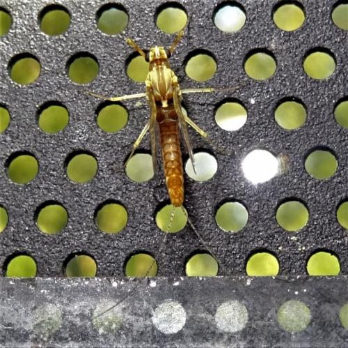 Cloeon dipterum