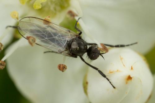 Empis sp.