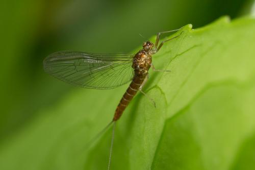 Baetis sp.