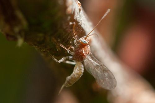 Réf. 256 161 : Piogaster albina